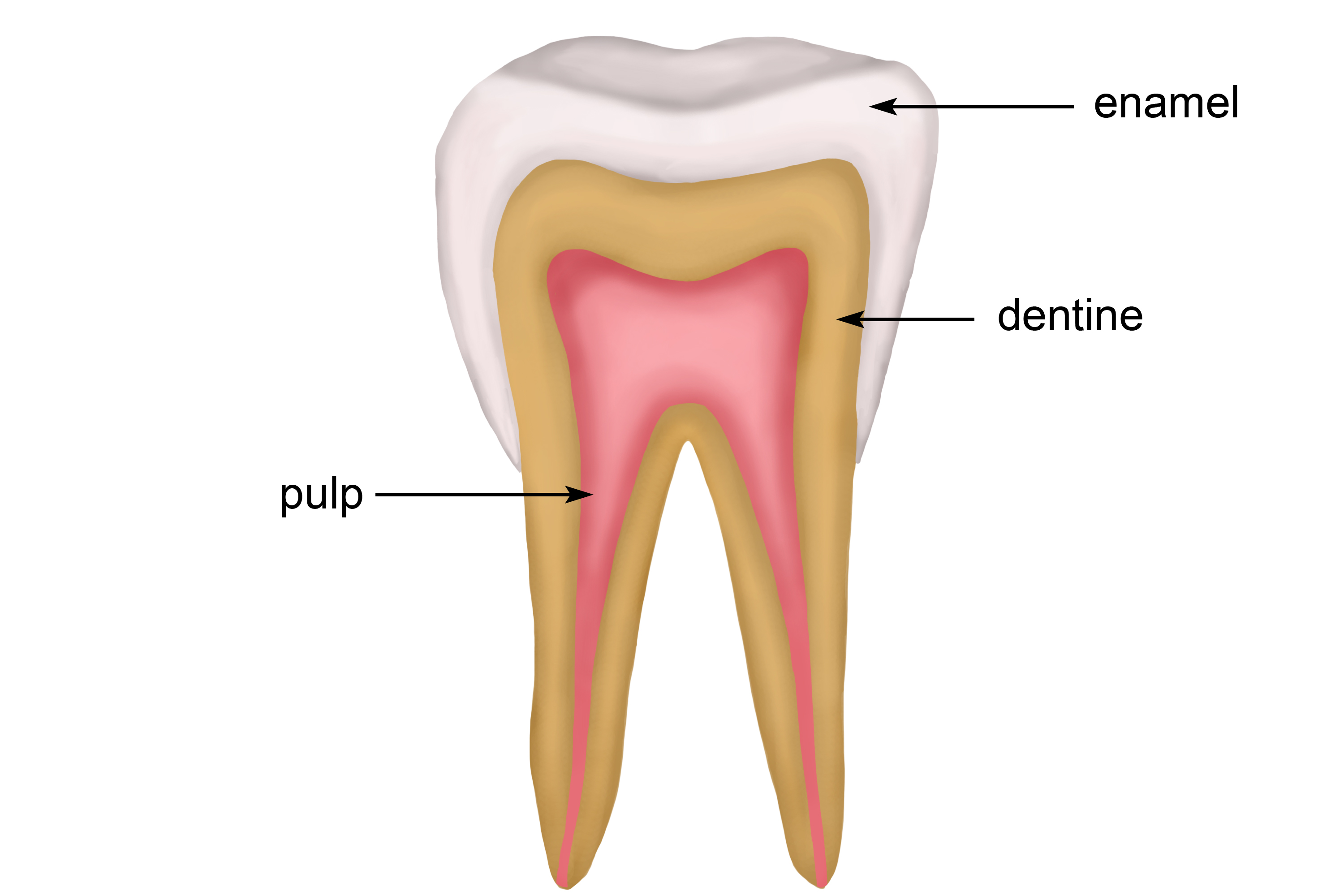 Layers Of A Tooth Anatomy Head And Neck Teeth SQVP